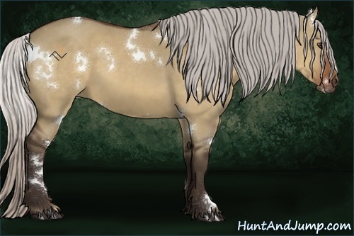 Horse Color:White Spotted Silver Bay Dun
