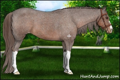 Horse Color:Liver Chestnut Appaloosa 
