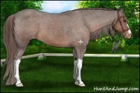 Horse Color:Liver Chestnut Appaloosa 