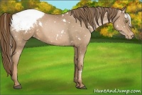 Horse Color:White Spotted Liver Chestnut Pearl Appaloosa 