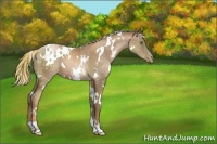 Horse Color:White Spotted Liver Chestnut Pearl Snowflake Varnish 