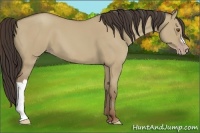 Horse Color:Classic Champagne Dun 