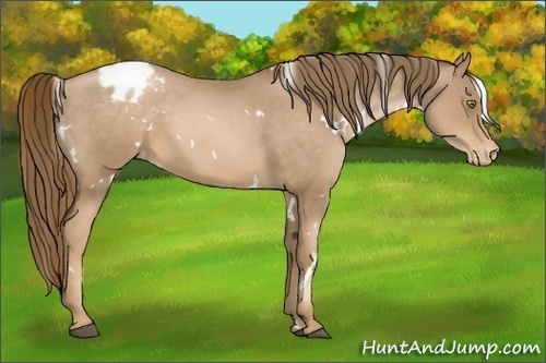 Horse Color:White Spotted Liver Chestnut Pearl Appaloosa 