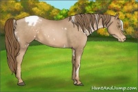 Horse Color:White Spotted Liver Chestnut Pearl Appaloosa 