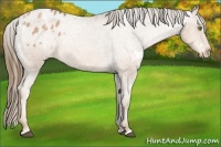 Horse Color:White Spotted Liver Chestnut Pearl Appaloosa 