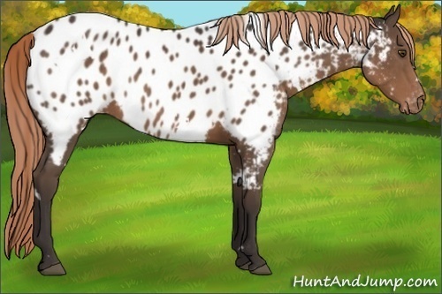 Horse Color:White Spotted Liver Chestnut Appaloosa 