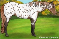 Horse Color:White Spotted Liver Chestnut Appaloosa