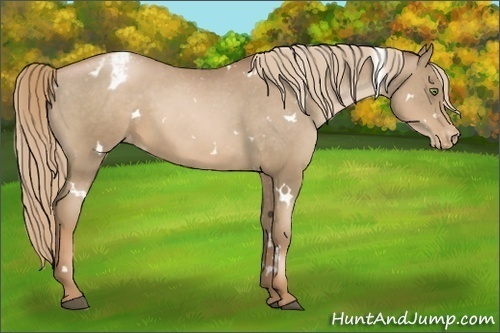 Horse Color:White Spotted Liver Chestnut Pearl Appaloosa