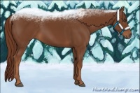 Horse Color:Chestnut Rabicano