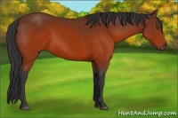 Horse Color:Brown Rabicano 