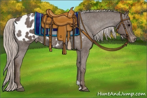 Horse Color:Silver Blue Roan Appaloosa Rabicano 