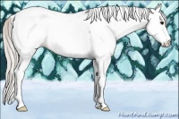 Horse Color:Silver Blue Roan Splash Appaloosa 