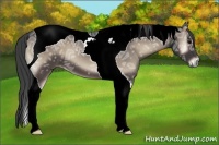 Horse Color:Smoky Blue Onyx Ice Tobiano