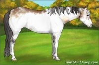 Horse Color:White Spotted Bay Onyx Splash Frame Rabicano