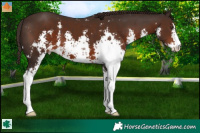 Horse Color:Liver Chestnut Sabino