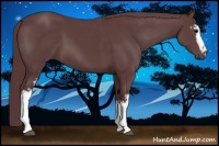 Horse Color:White Spotted Chocolate Black