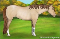 Horse Color:Bay Pearl Dun Rabicano
