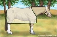 Horse Color:Classic Cream Champagne Dun 