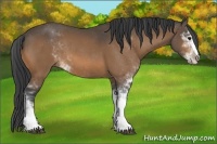 Horse Color:Buckskin Sabino 