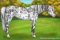 Horse Color:Black Chinchilla  and Bay Chinchilla Appaloosa 