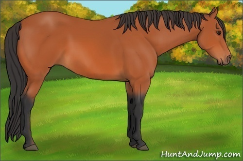 Horse Color:Bay 
