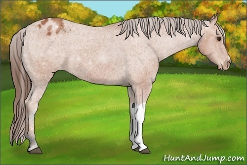 Horse Color:Bay Appaloosa 