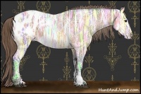 Horse Color:Buckskin Ice Appaloosa 