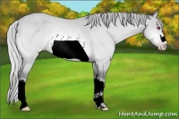 Horse Color:Silver Sable Champagne Chinchilla Rabicano