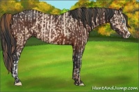 Horse Color:Buckskin Pearl  and Brown 