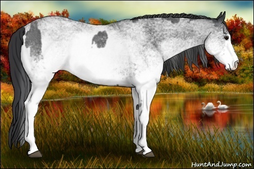 Horse Color:White Spotted Blue Roan Rabicano  and White Spotted Blue Roan Rabicano 