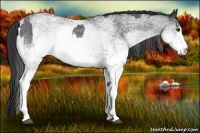 Horse Color:White Spotted Blue Roan Rabicano  and White Spotted Blue Roan Rabicano 