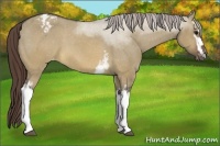 Horse Color:White Spotted Brown Dun Appaloosa 