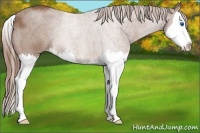 Horse Color:Red Roan Splash 
