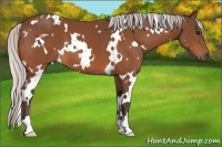 Horse Color:White Spotted Silver Brown