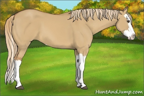 Horse Color:Red Dun Splash 