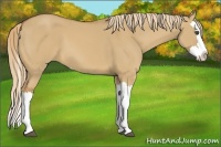 Horse Color:Red Dun Splash