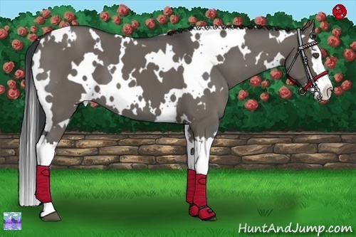 Horse Color:White Spotted Grullo Splash