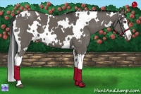 Horse Color:White Spotted Grullo Splash 