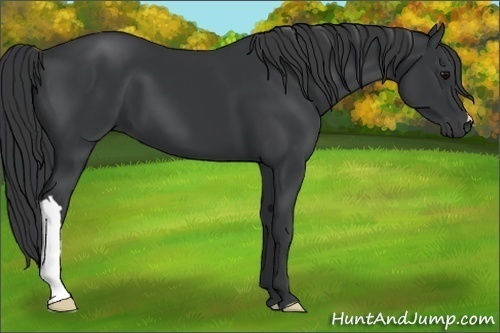 Horse Color:Black 