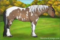 Horse Color:White Spotted Bay Dun Tobiano 