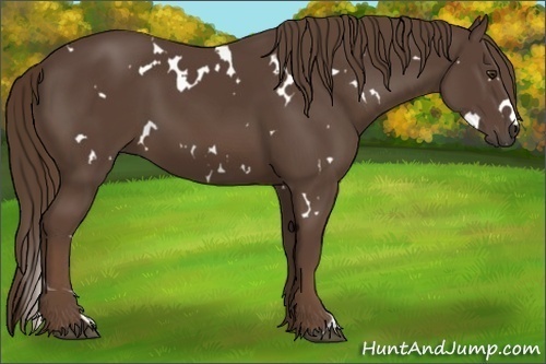 Horse Color:White Spotted Liver Chestnut 