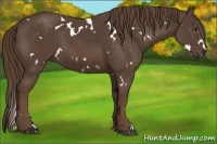 Horse Color:White Spotted Liver Chestnut 
