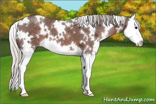 Horse Color:White Spotted Silver Brown Ice Splash 