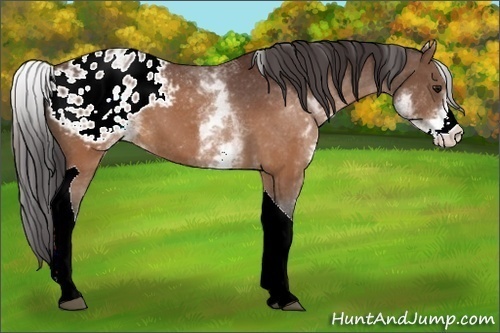 Horse Color:White Spotted Brown Tobiano Appaloosa