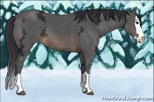 Horse Color:Buckskin Ice Sabino Splash 