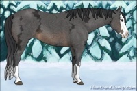 Horse Color:Buckskin Ice Sabino Splash 