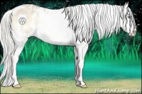 Horse Color:Cremello Roan Onyx Appaloosa 