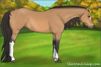 Horse Color:Buckskin 
