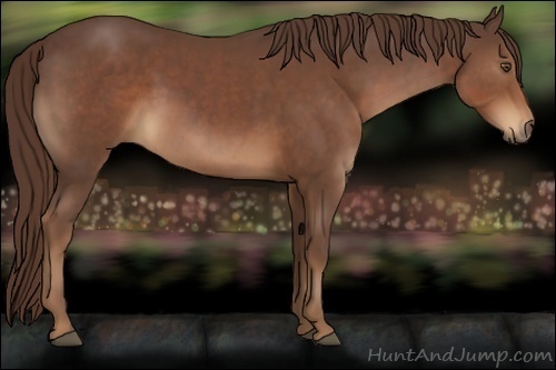 Horse Color:Liver Chestnut 