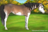 Horse Color:Bay Sabino Splash 